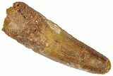 Fossil Spinosaurus Tooth - Real Dinosaur Tooth #305604-1